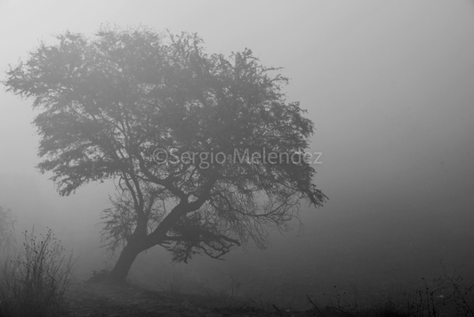 "Después del fuego / After the Fire"