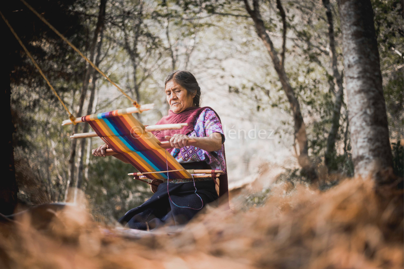 "Entre Hilos y Raíces / Between Threads and Roots"