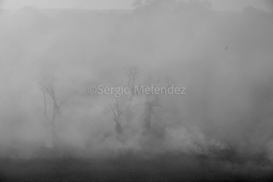 "Fantasmas del Campo / Ghosts of the Field"